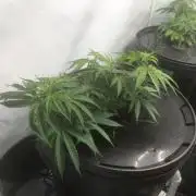 Gorilla Zkittlez clones in Perlite/Coco