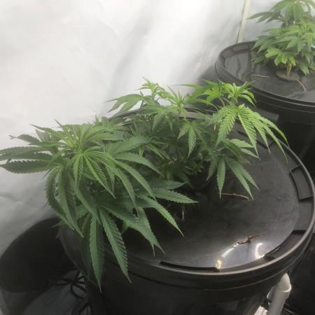 Gorilla Zkittlez clones in Perlite/Coco