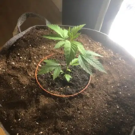 Gelato 33 - Clones - Soil