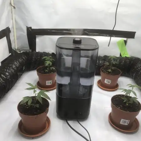 Gelato 33 - Clones - Soil