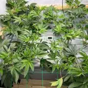 Gorilla Zkittlez in a big box
