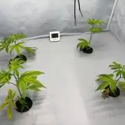 Gorilla Zkittlez in a big box
