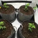 Gelato 33 - Clones - Soil