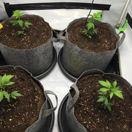 Gelato 33 - Clones - Soil