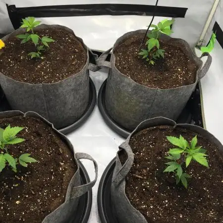 Gelato 33 - Clones - Soil