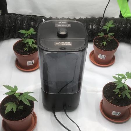 Gelato 33 - Clones - Soil