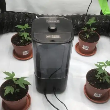 Gelato 33 - Clones - Soil