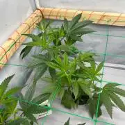 Gorilla Zkittlez in a big box