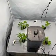 Gorilla Zkittlez in a big box