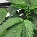 Gelato 33 - Clones - Soil