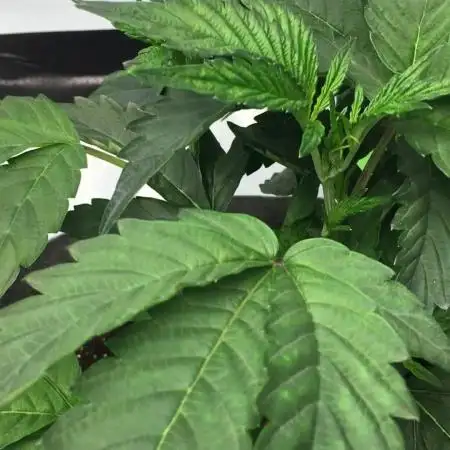Gelato 33 - Clones - Soil