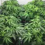 Gelato 33 - Clones - Soil