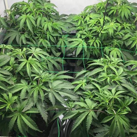 Gelato 33 - Clones - Soil