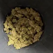 Gorilla Zkittlez clones in Perlite/Coco