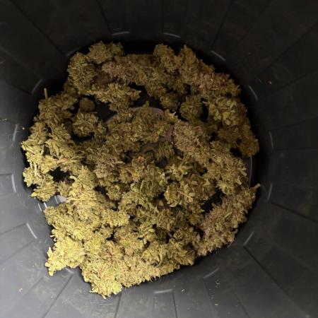 Gorilla Zkittlez clones in Perlite/Coco
