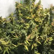 Gorilla Zkittlez clones in Perlite/Coco