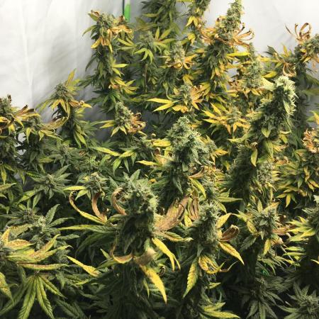 Gorilla Zkittlez clones in Perlite/Coco