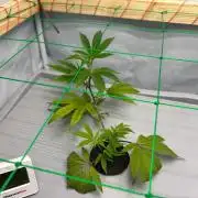 Gorilla Zkittlez in a big box