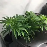Gorilla Zkittlez clones in Perlite/Coco