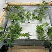 Gorilla Zkittlez in a big box