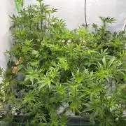 Gorilla Zkittlez in a big box