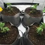 Gelato 33 - Clones - Soil