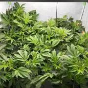 Gorilla Zkittlez in a big box