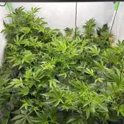Gorilla Zkittlez in a big box