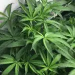 Gelato 33 - Clones - Soil