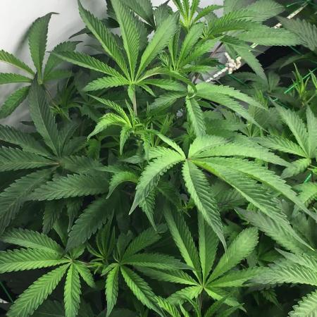 Gelato 33 - Clones - Soil