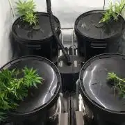 Gorilla Zkittlez clones in Perlite/Coco