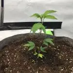 Gelato 33 - Clones - Soil