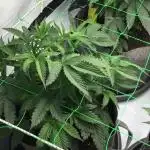 Gelato 33 - Clones - Soil