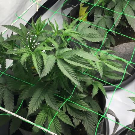 Gelato 33 - Clones - Soil