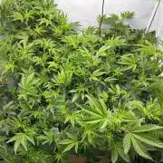 Gorilla Zkittlez in a big box