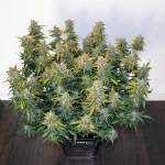 DWC wedding cheesecake auto