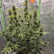 Ben's frosted guava auto report