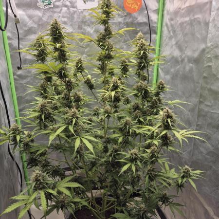 Ben's frosted guava auto report