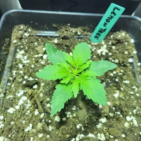 Pheno-Hunting