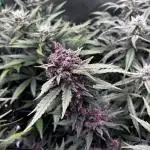 Auto grow 2
