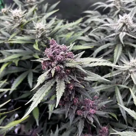 Auto grow 2