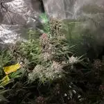 Auto grow 2