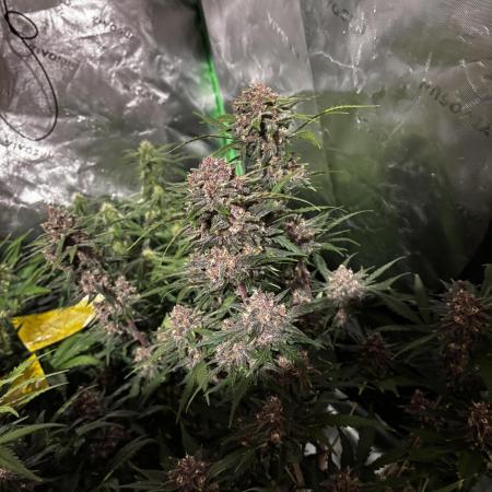 Auto grow 2