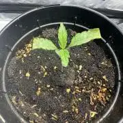 Boardwalk Bubba LIHE