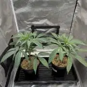 Boardwalk Bubba LIHE