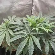 Boardwalk Bubba LIHE