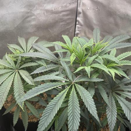 Boardwalk Bubba LIHE