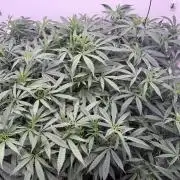 Boardwalk Bubba LIHE