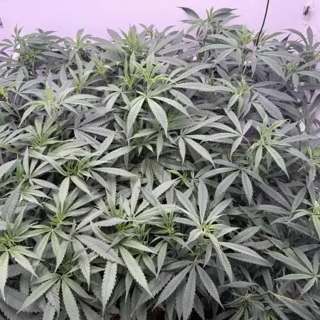 Boardwalk Bubba LIHE