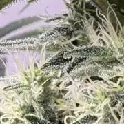 The Suplex attempt #3